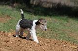 FOX TERRIER 183